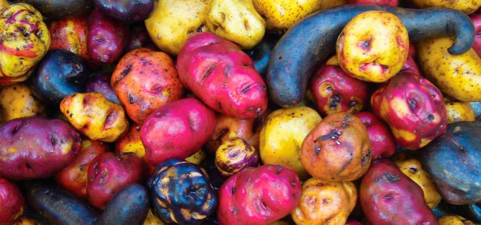 Potato Park – Community-Based Tourism in the Sacred Valley