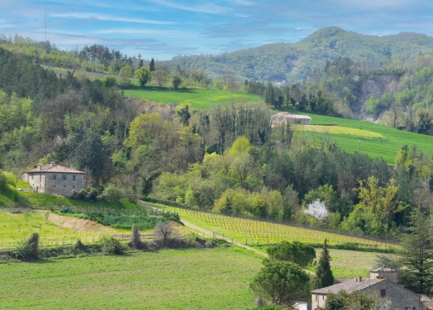 Predappio Wine Experience: Wine Tasting and Vineyard Tour