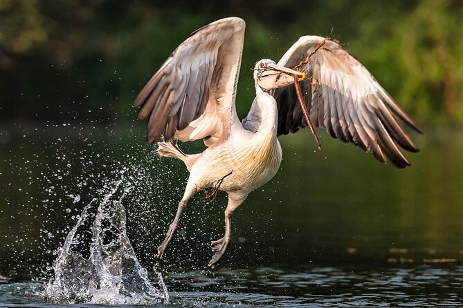 Prek Toal Birds Sanctuary & Floating Village Private Tours From Siem Reap