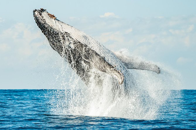 Premier Whale Watching Byron Bay