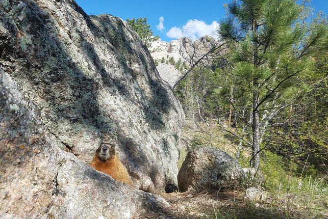 Premiere Private Black Hills Tour: Mt Rushmore, Crazy Horse & Custer State Park