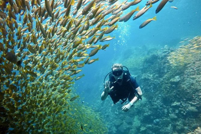 Premium Guided Scuba Diving Day Trip for Certified Divers