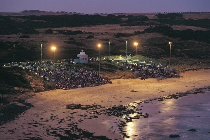 Premium Phillip Island Penguin Parade Tour With Koala Conservation Reserve