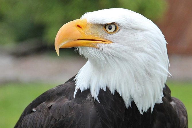 PREMIUM Sitka Scenic Tour - Tour Overview
