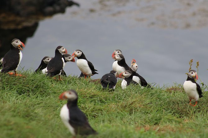 Premium Small-Group Puffin & Bird Watching Tour From Reykjavík