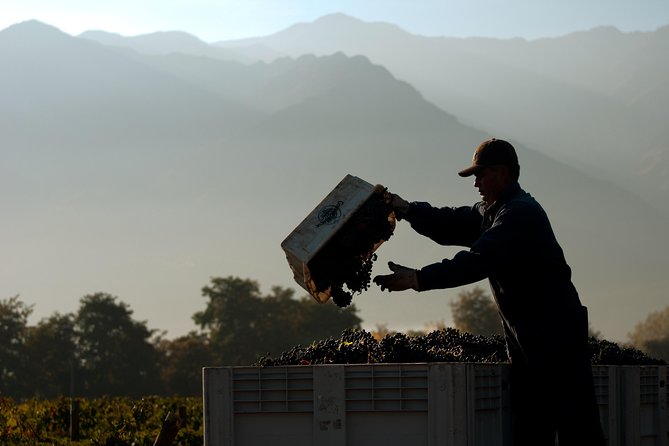 Premium Wine Tour in Viña Cousiño Macul