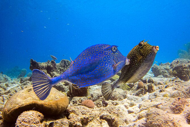 Private 2 Tank Guided Experience in Curaçao for Certified Divers