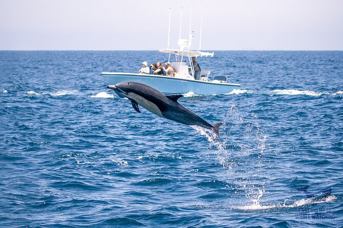 Private 2hr Supreme Whale/Dolphin Watching Tour, Newport Beach CA