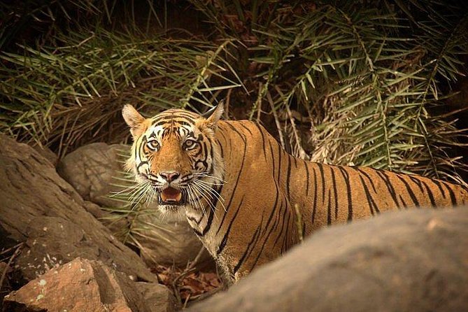 Private 5-Day Ranthambhore Tiger Tour From Delhi Including the Taj Mahal, Agra and Jaipur - Exploring the Golden Triangle