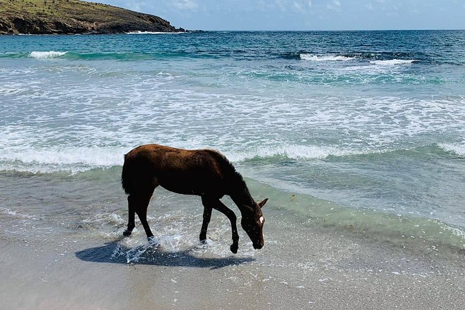 Private Advanced Horseback Beach Ride With Sandy Hoofs St. Lucia