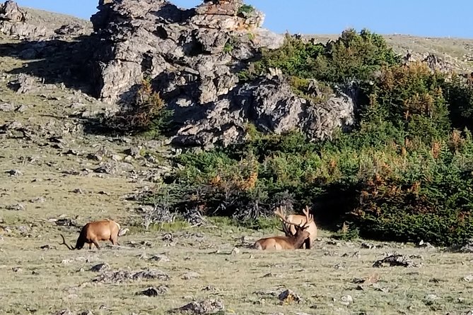 Private and Personalized Three Hour Morning Tour of Rocky Mountain National Park