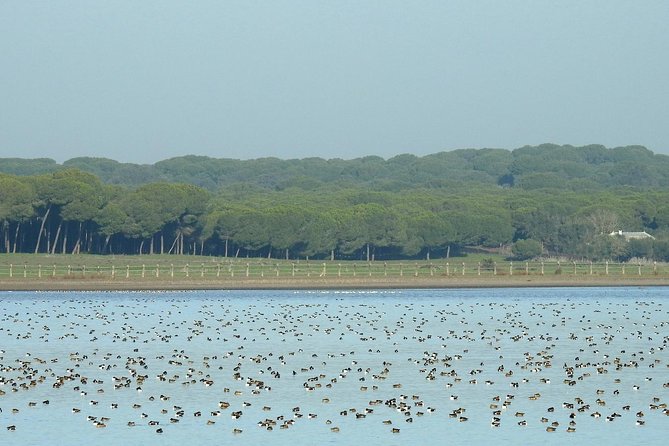 Private Birding & Photography Day Trip to Doñana