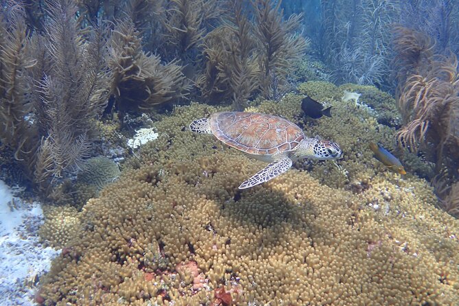 Private Charter Incl. Captain Marine Park Tour