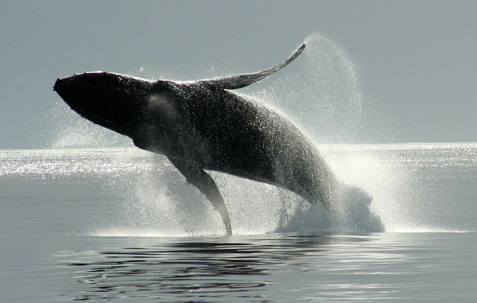 Private Charter - Marine Life and Whale-Watching Boat Tour