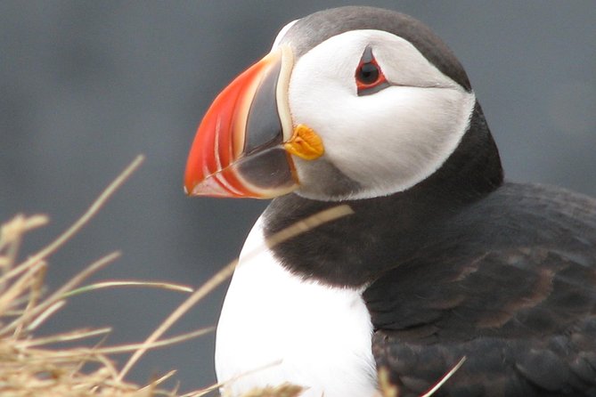 Private Day Trip to the Icelandic South Coast From Reykjavik