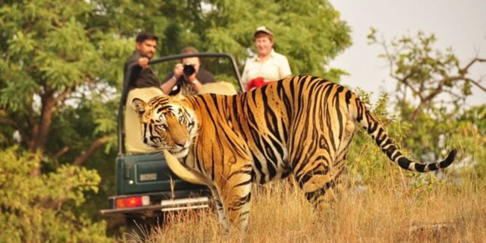 Private Day Trip With Tiger Safari From Jaipur All Included