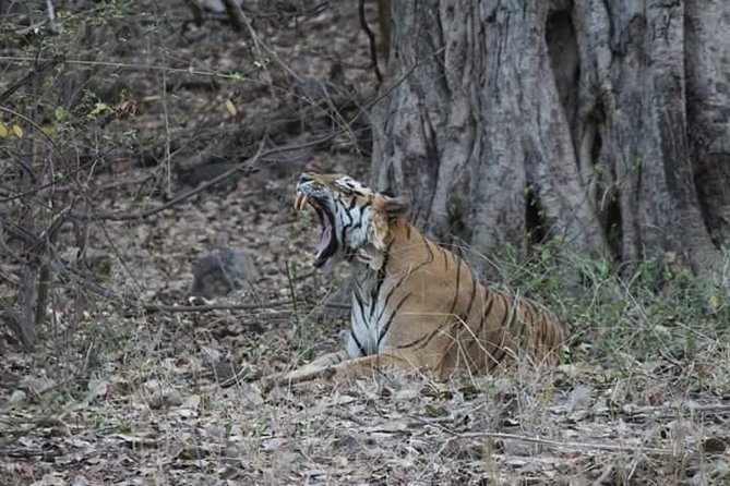 Private Full Day Trip to Ranthambore