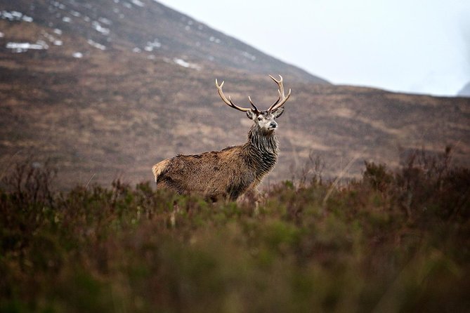 Private Glencoe Driving Tour From Edinburgh