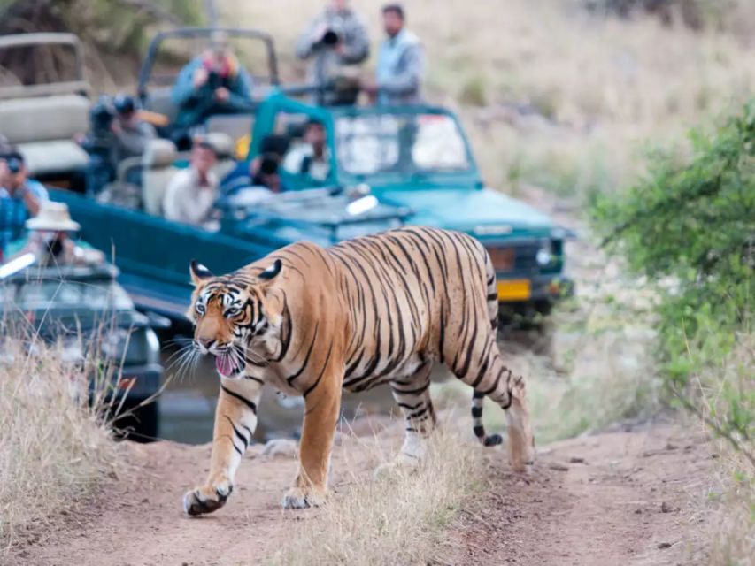 Private Guided Ranthambore National Park Tour From Jaipur