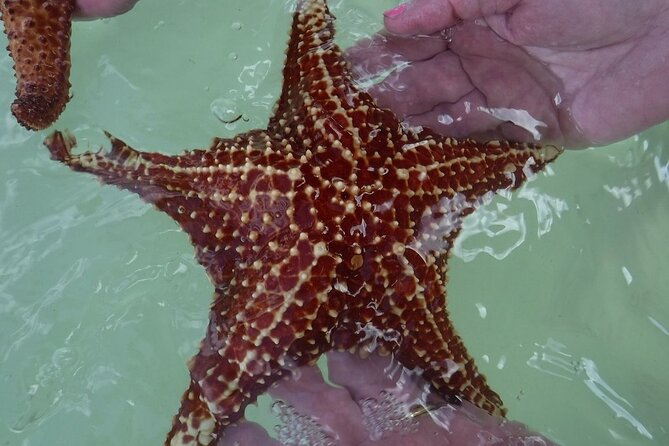 Private Half Day Stingray City, Snorkeling and Starfish Beach Tour