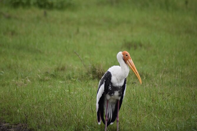 Private Jeep Safari at Minneriya National Park