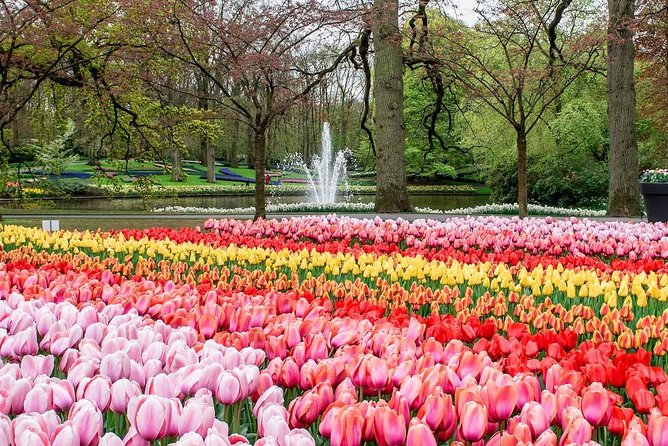 Private Keukenhof Tulip Fields Tour From Amsterdam