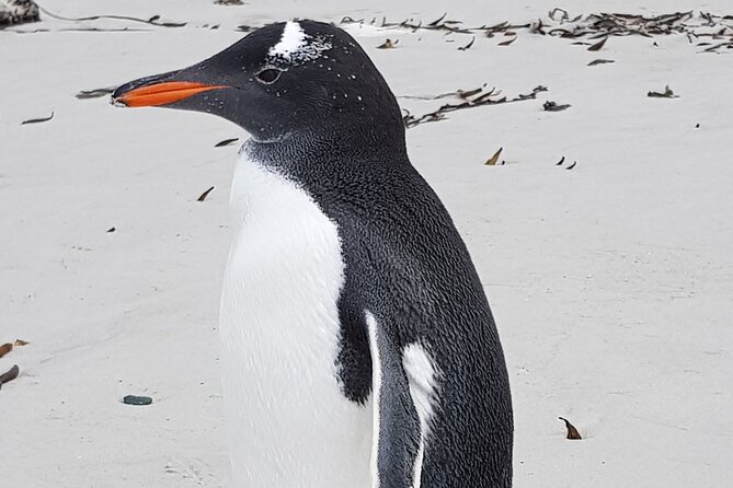 Private Penguin Paradise Tour: Penguins, Scenery + Stanley