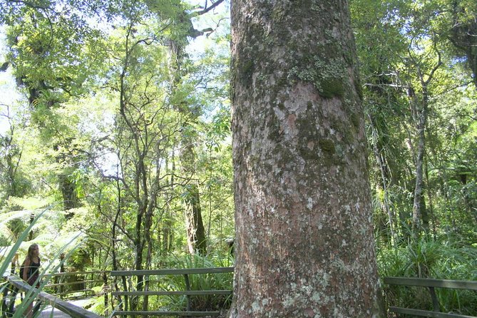 Private Shore Excursion - The Giant Kauris and Glowworms Cave - Overview of the Excursion