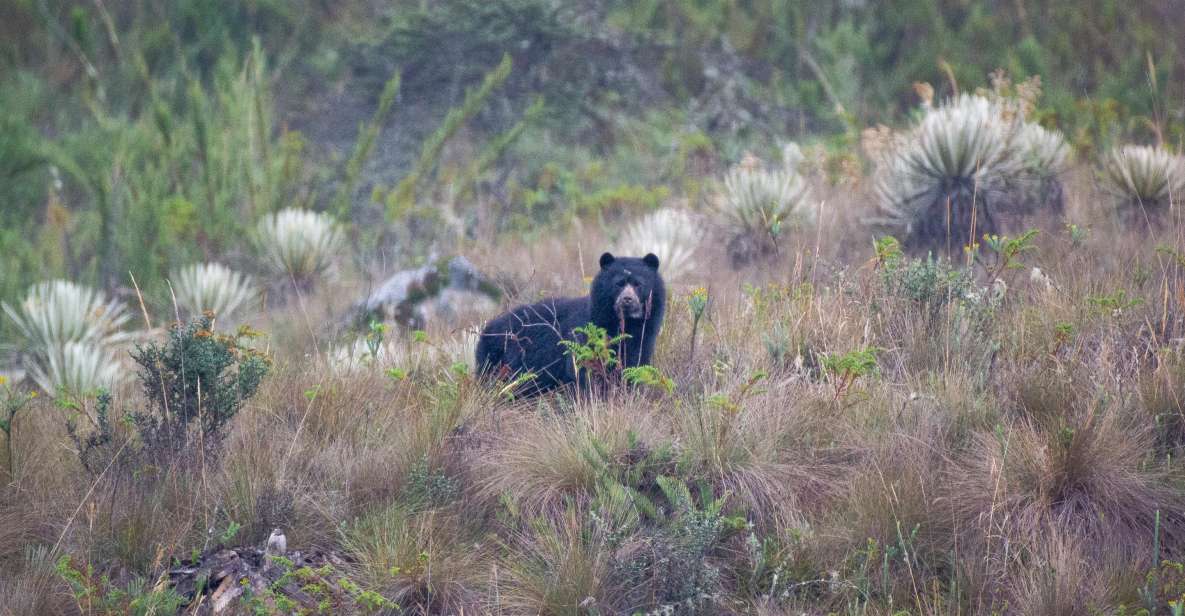 Private Sight Tour Chingaza Paramo From Bogota, Andean Bear