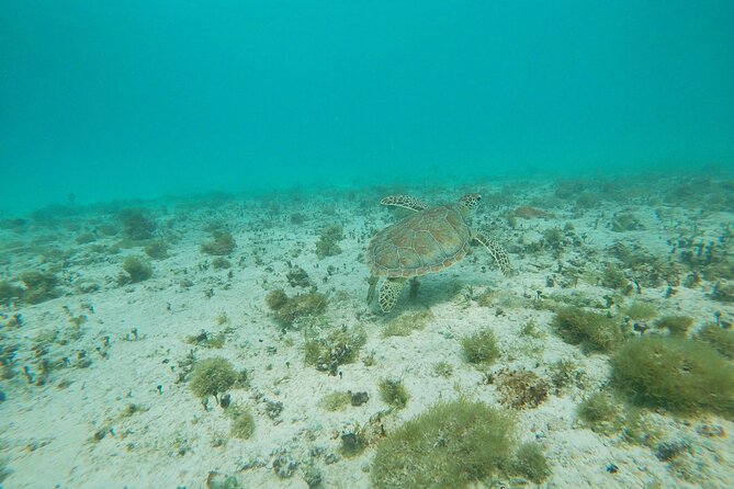 Private Snorkel With 2 Stops in Aruba – Eco-Friendly!