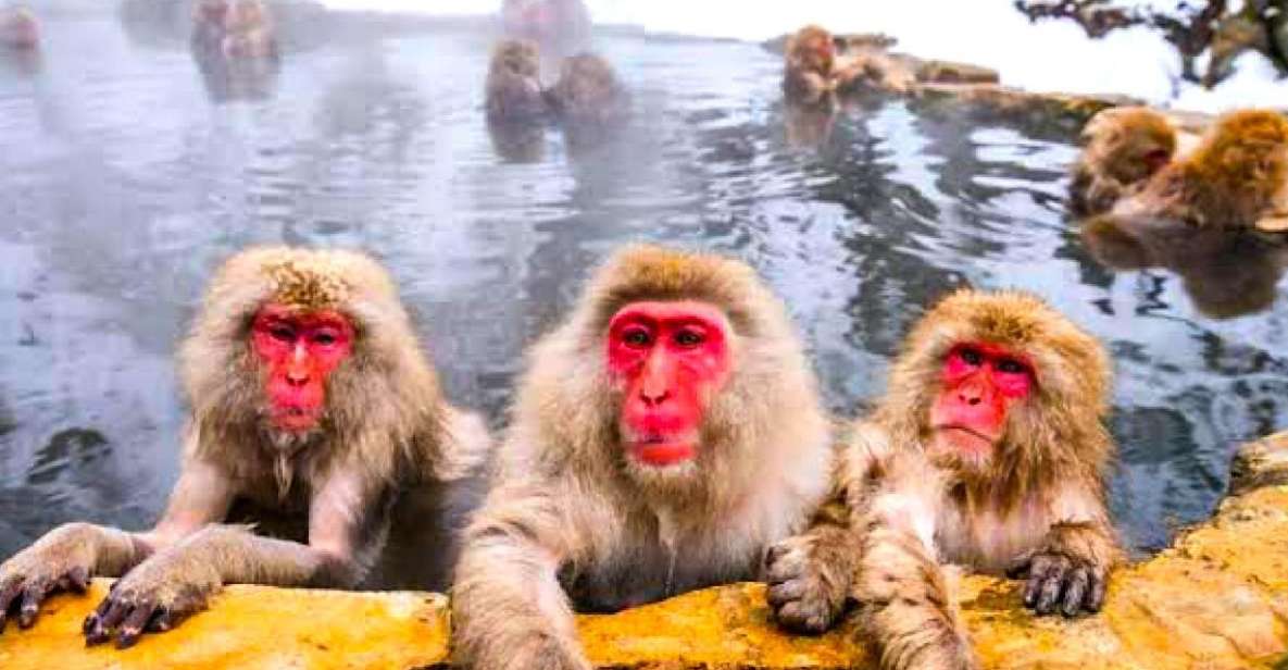 Private Snow Monkeys Zenkoji Temple Sightseeing Day Trip