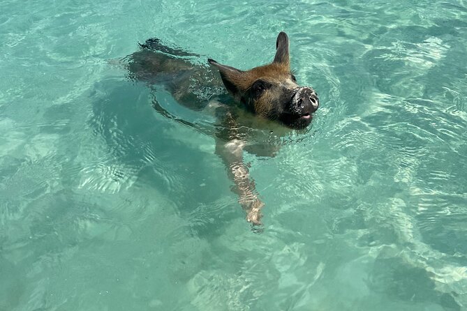 Private Swimming Pigs, Sea Scooter, Turtles And Peacock Island