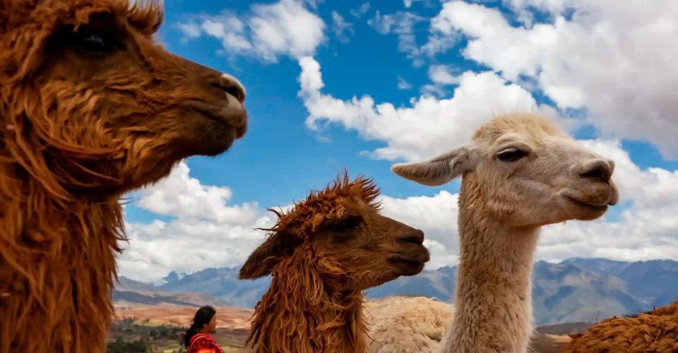 Private Tour From Cusco | Llama Treking + Healing With Clay