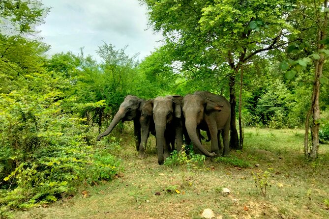 Private Tour : Udawalawe National Park Safari