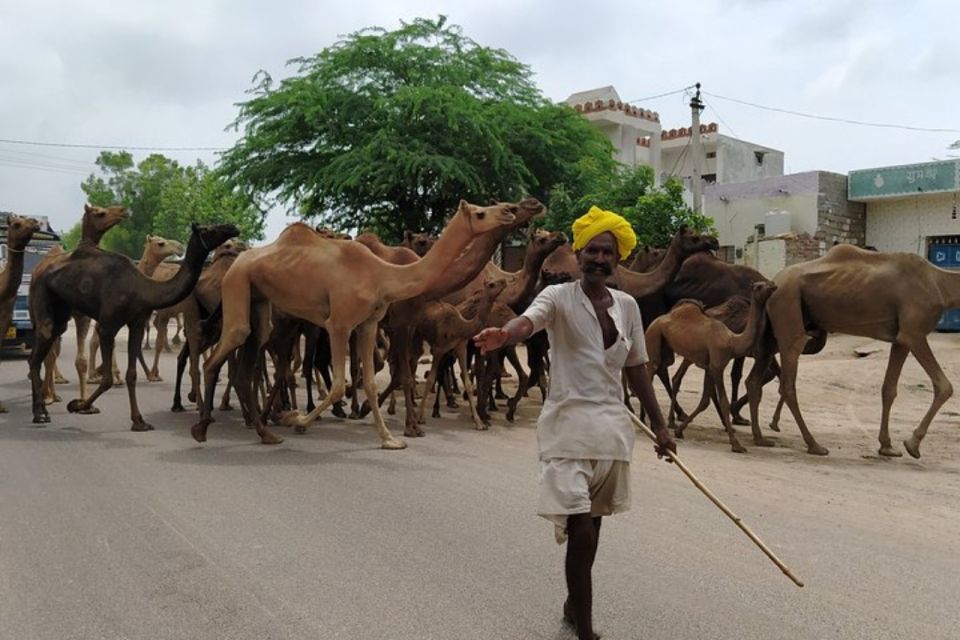 Private Transfer From Jodhpur to Jaisalmer With Osian Temple