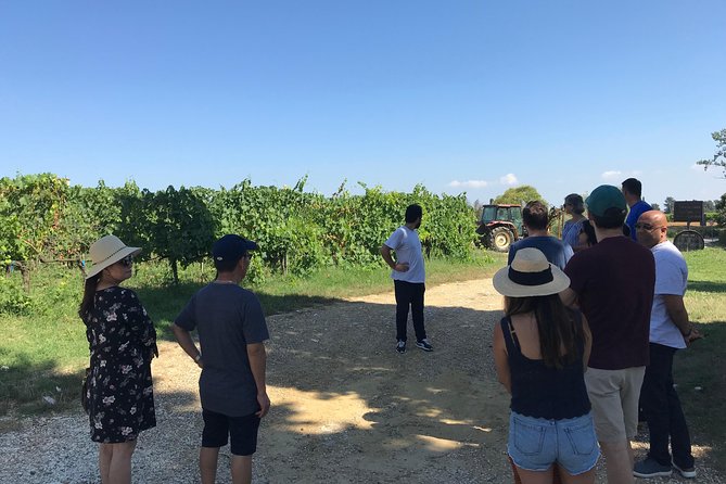 Private Wine Tour With Sommelier – Colline Lucchesi and Montecarlo