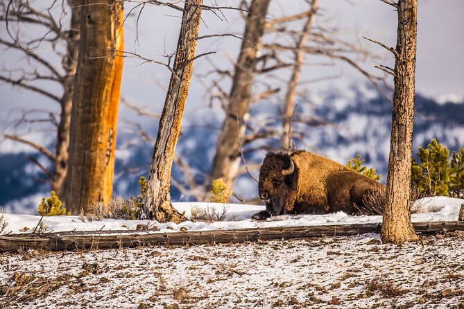 Private Yellowstone Tour: Thermal Features & Waterfalls + Lunch! - Overview of the Tour