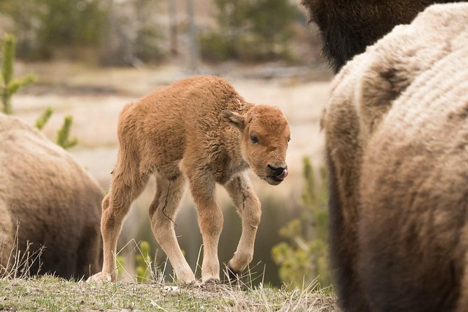 Private Yellowstone Wildlife Sightseeing Tour