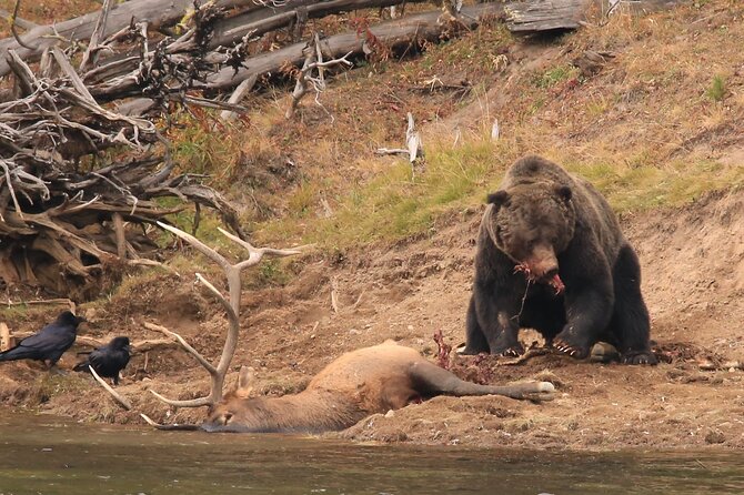 Private Yellowstone Wolf Watching & Wildlife Safari + Lunch