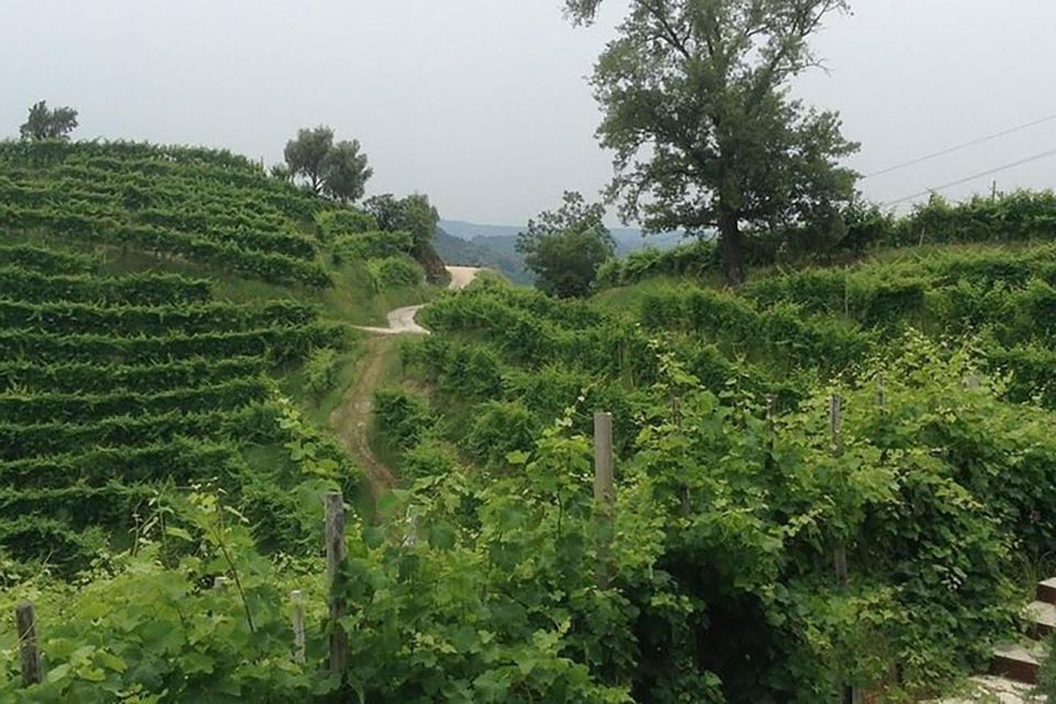 Prosecco Wine Tour. Full Day - 2 Wineries. From Venice - Tour Overview