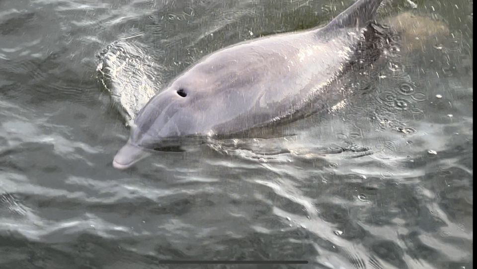 Public Dolphin & Scenic Bay Sightseeing Cruise, Pensacola FL