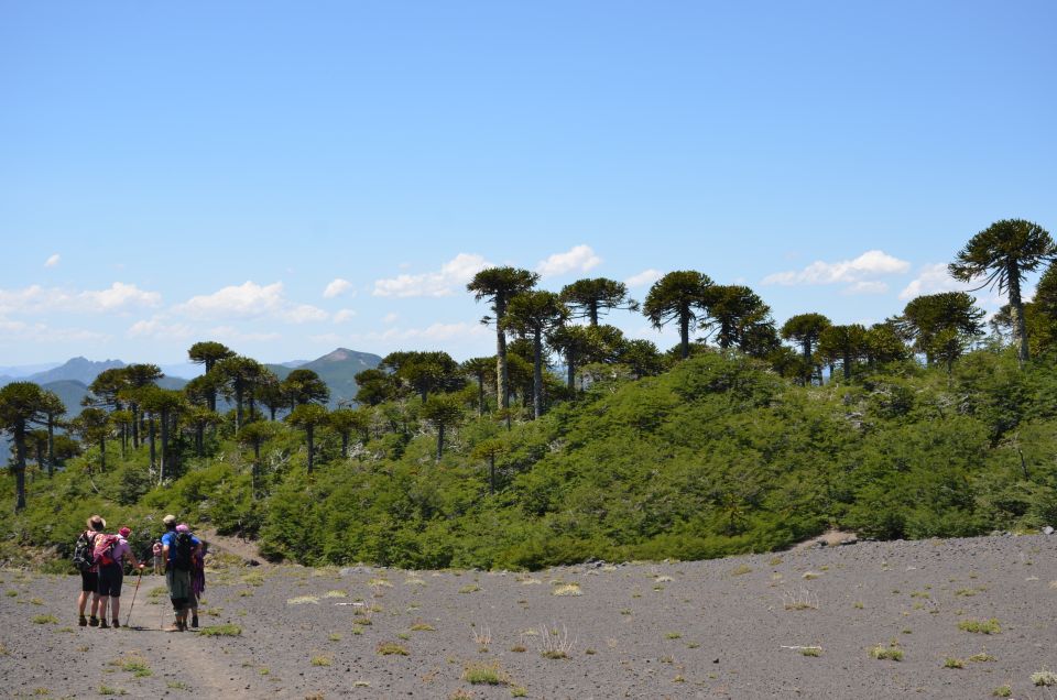 Pucon: Full-Day Villarrica National Park Hike