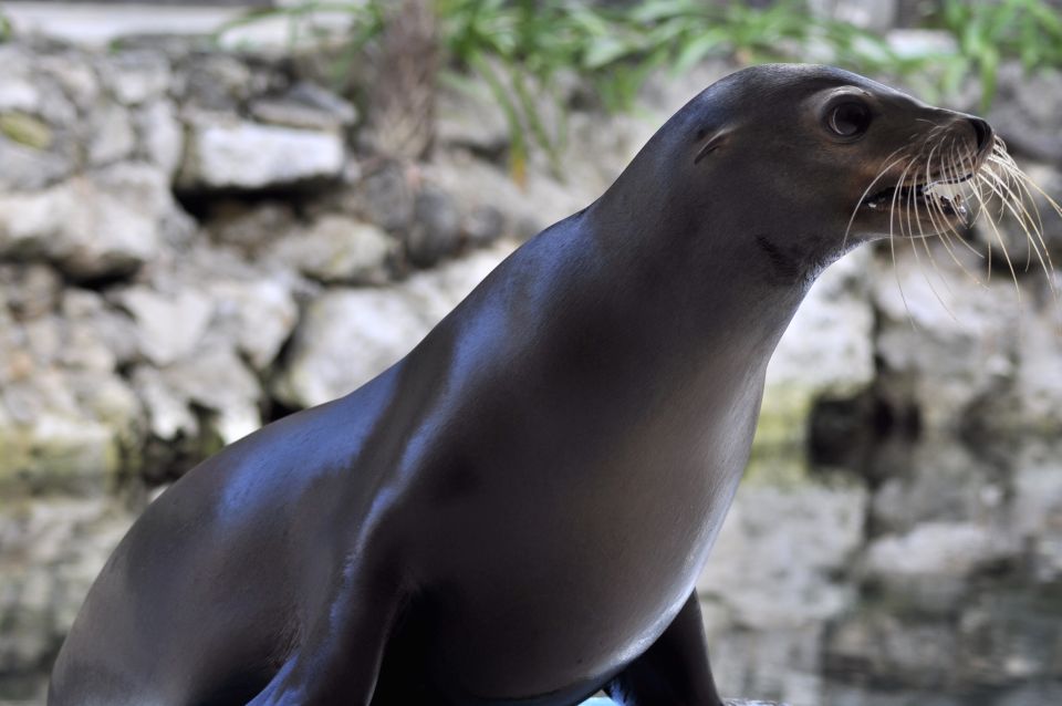 Puerto Aventuras: Sea Lion Discovery Ticket