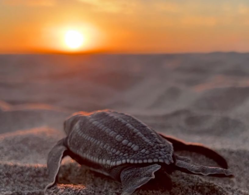 Puerto Escondido: Baby Sea Turtle Release