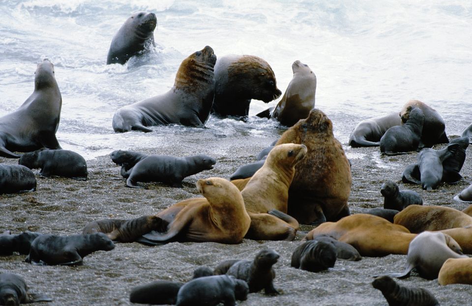 Puerto Madryn: Excursion to Peninsula Valdes Classic