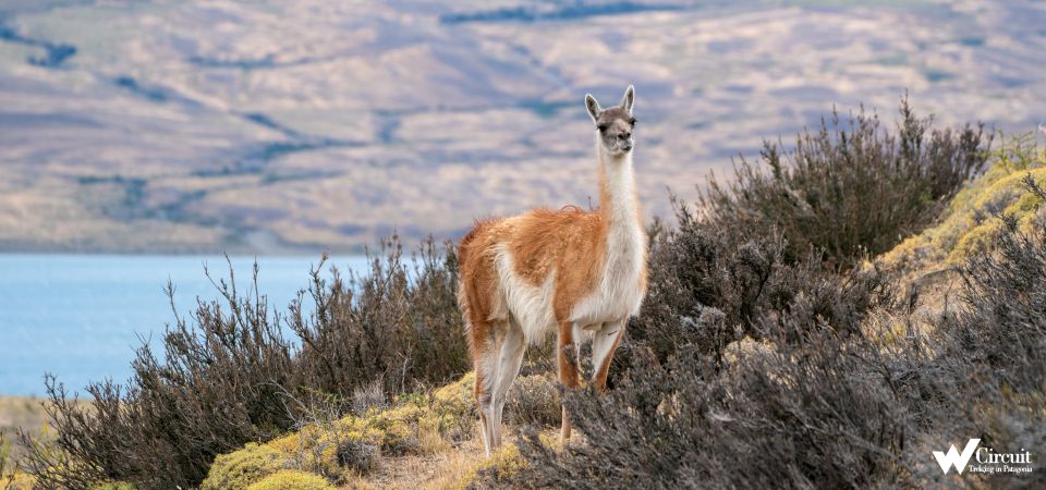 Puerto Natales: Torres Del Paine Park Full-Day Hike