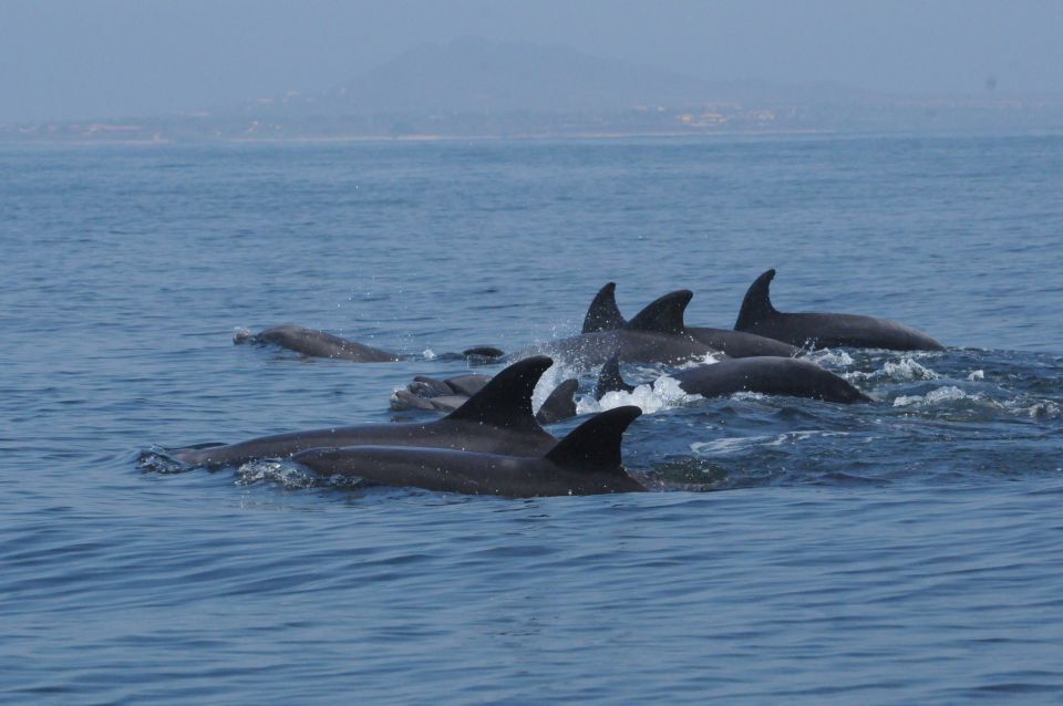 Puerto Vallarta: Dolphin Watching Cruise With a Biologist