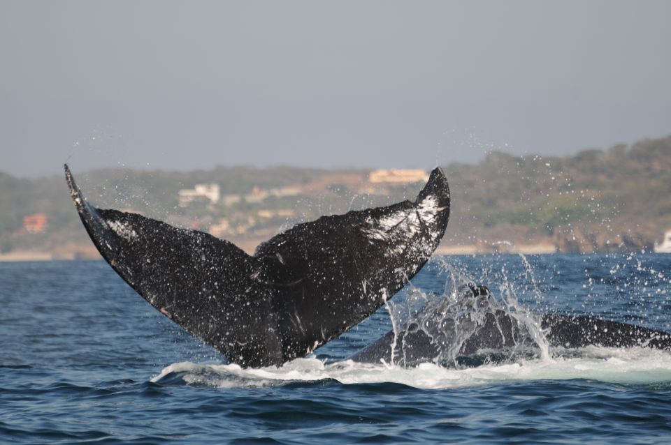 Puerto Vallarta: Humpback Whale Research Adventure Tour