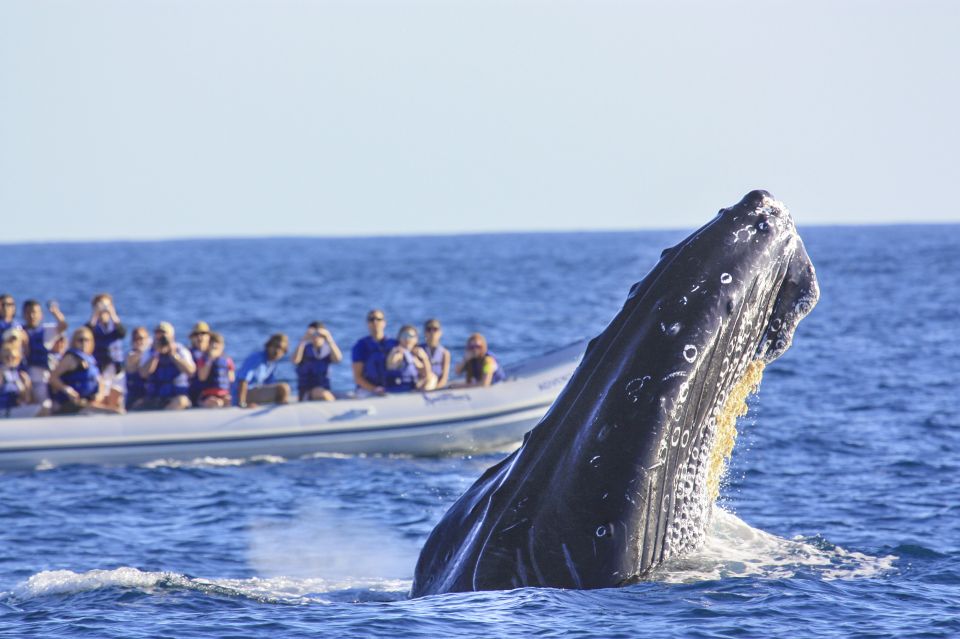 Puerto Vallarta: Whale Watching Photo Safari