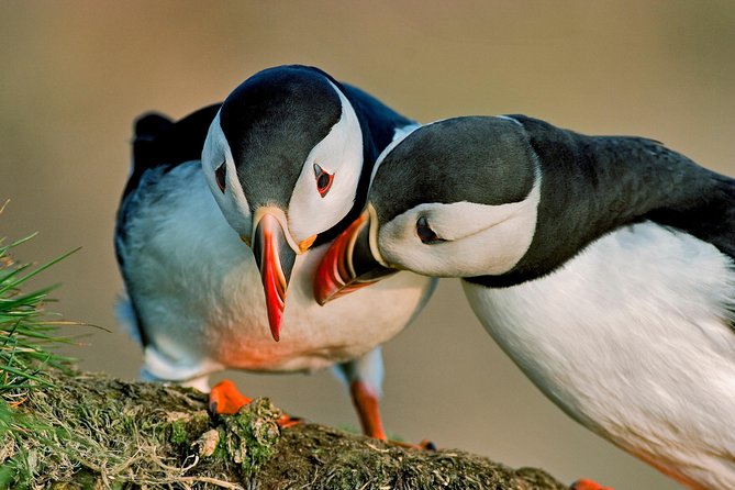 Puffin Cruise With Expert Tour Guide From Reykjavik